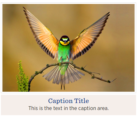 Image - caption and background color - block sample